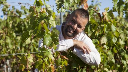 Izgubili smo 10 posto vinograda u Hrvatskoj, a babić je na zalasku karijere